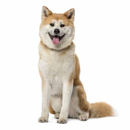 Japanese sales akita husky